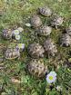 Griechische Landschildkröten aus Nachzucht 2021 und 2022 Testudo-hermanni-boettgeri
